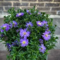 Aster (Michaelmas Daisy)