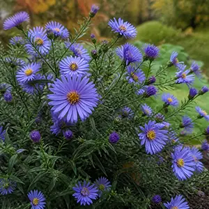 Aster - Symphyotrichum novi-belgii 'Henry I Blue' - Blue Aster