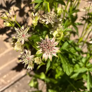 Astrantia major 'Florence' (Pot Size 3L) - image 1