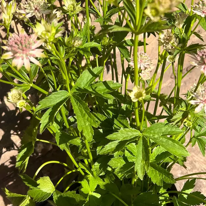 Astrantia major 'Florence' (Pot Size 3L) - image 2