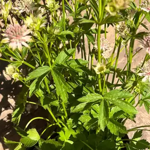 Astrantia major 'Florence' (Pot Size 3L) - image 2