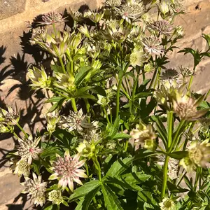 Astrantia major 'Florence' (Pot Size 3L) - image 3