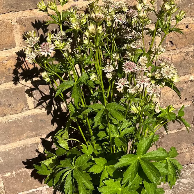 Astrantia major 'Florence' (Pot Size 3L) - image 4