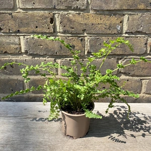 Athyrium filix-femina 'Frizelliae' (Pot Size 11cm) - Tatting fern, Lady fern - image 2