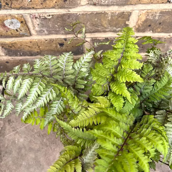 Athyrium niponicum pictum (Pot Size 2L) - Painted Lady Fern - image 1