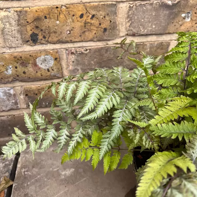 Athyrium niponicum pictum (Pot Size 2L) - Painted Lady Fern - image 2