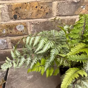 Athyrium niponicum pictum (Pot Size 2L) - Painted Lady Fern - image 2