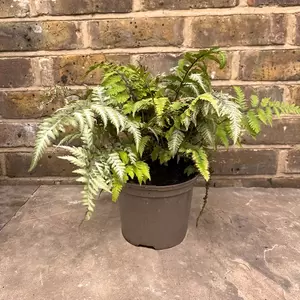 Athyrium niponicum pictum (Pot Size 2L) - Painted Lady Fern - image 3