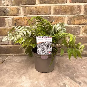 Athyrium niponicum pictum (Pot Size 2L) - Painted Lady Fern - image 4