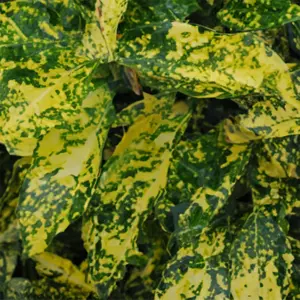 Aucuba japonica 'Crotonifolia' (Pot Size 15L) Crotonifolia Japanese Laurel - image 1