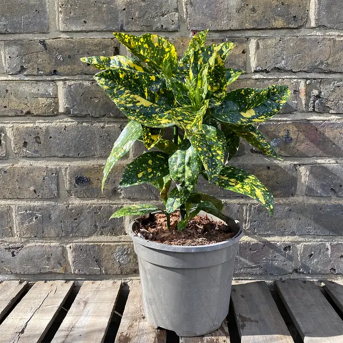 Aucuba japonica 'Crotonifolia' (Pot Size 23cm) Crotonifolia Japanese Laurel - image 2