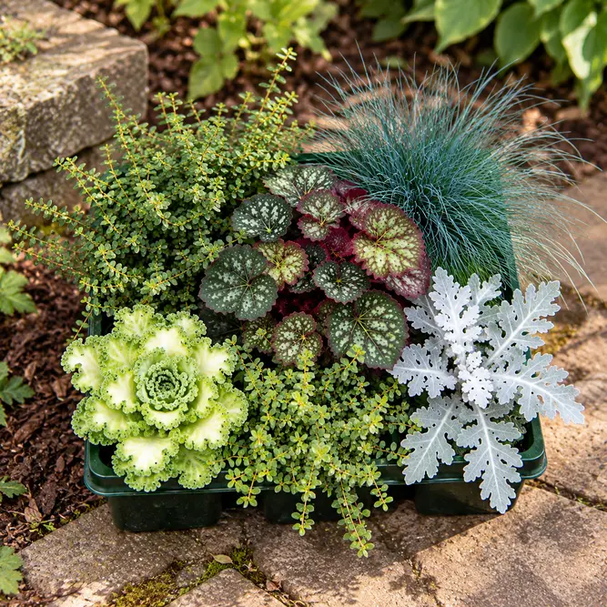 Autumn Foliage - 6 Pack - Brassica, Jacobaea, Heuchera, Festuca & Muehlenbeckia - image 1