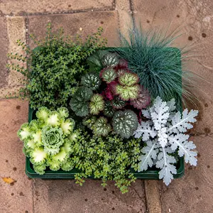 Autumn Foliage - 6 Pack - Brassica, Jacobaea, Heuchera, Festuca & Muehlenbeckia - image 2