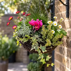 Autumn Hanging Basket Rattan 30cm - Cyclamen, Bellis, Juncus, Helichrysum, Hedera & Thymus