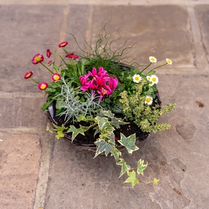 Autumn Hanging Basket Rattan 30cm - Cyclamen, Bellis, Juncus, Helichrysum, Hedera & Thymus - image 2