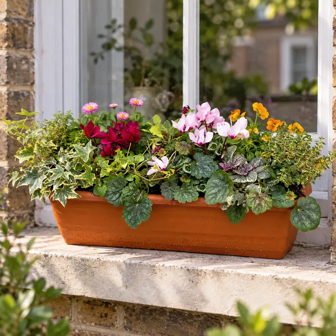 Autumn Planter Balcony Trough 50cm - Cyclamen, Variegated Ivy, Double Daisy, Orange Viola, Heuchera