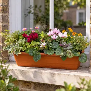 Autumn Planter Balcony Trough 50cm - Cyclamen, Variegated Ivy, Double Daisy, Orange Viola, Heuchera