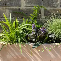 Autumn Plants