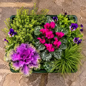 Autumn Shades Lavender - 6 Pack - Cyclamen, Brassica, Viola, Thymus & Isolepis - image 2
