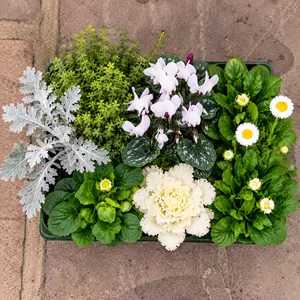 Autumn Shades White - 6 Pack - Cyclamen, Jacobaea, Brassica, Bellis, Primula & Thymus - image 2