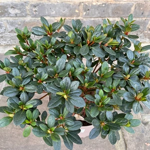 Azalea 'Arabesk' (Pot Size 3L) Evergreen Azalea - image 1