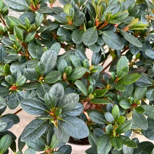 Azalea 'Arabesk' (Pot Size 3ltr) Evergreen Azalea - image 3