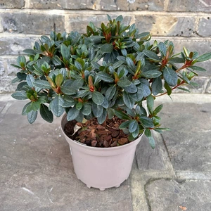 Azalea 'Arabesk' (Pot Size 3ltr) Evergreen Azalea - image 4