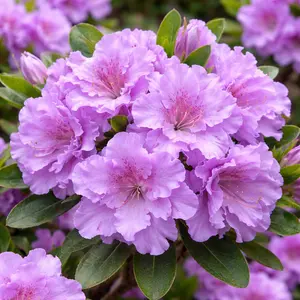 Azalea 'Elsie Lee' (Pot Size 3L) Evergreen Azalea