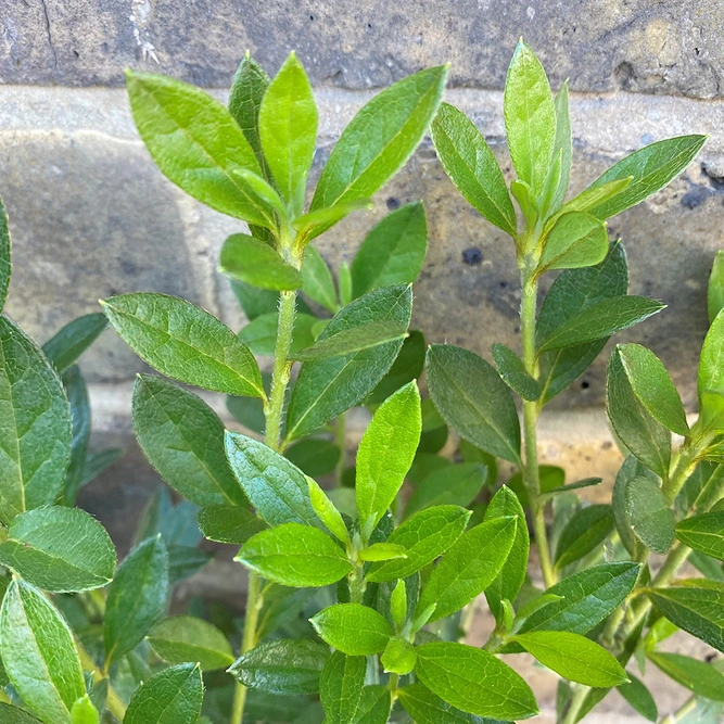 Azalea Evergreen 'Pink Spiders' (Pot Size 3L)