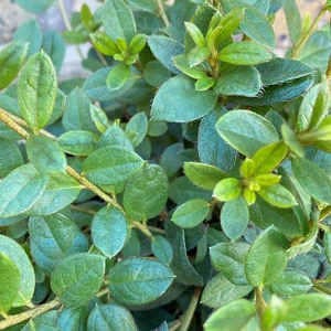 Azalea Evergreen Wombat (Pot Size 3L) Azalea