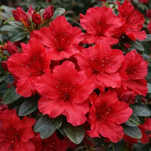 Azalea 'Johanna' (Pot Size 3L) Evergreen Azalea - image 1