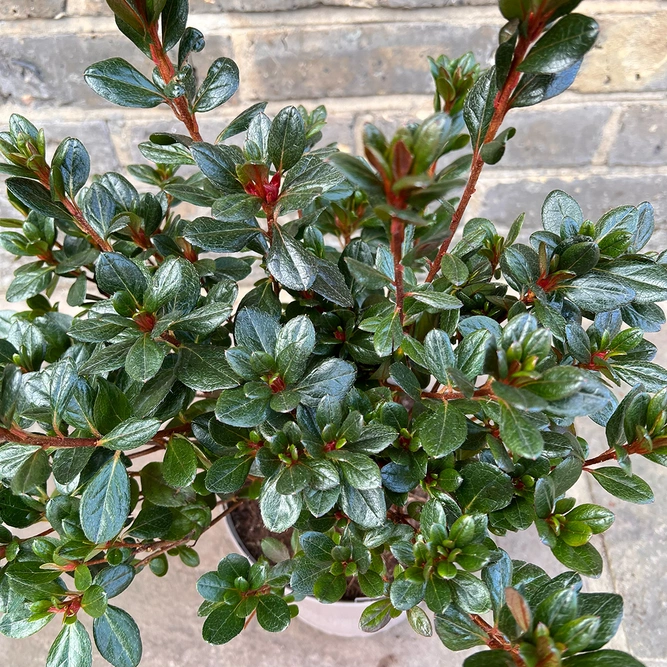 Azalea 'Johanna' (Pot Size 3L) Evergreen Azalea - image 2