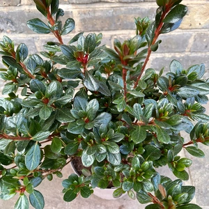 Azalea 'Johanna' (Pot Size 3L) Evergreen Azalea - image 2