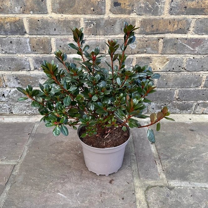 Azalea 'Johanna' (Pot Size 3L) Evergreen Azalea - image 3
