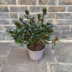 Azalea 'Johanna' (Pot Size 3ltr) Evergreen Azalea - image 3