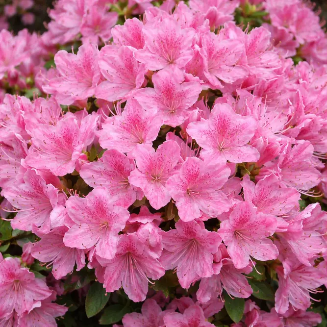 Azalea 'Kermesina Rose' (Pot Size 3L) Evergreen Azalea