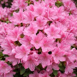 Azalea 'Kermesina Rose' (Pot Size 3L) Evergreen Azalea