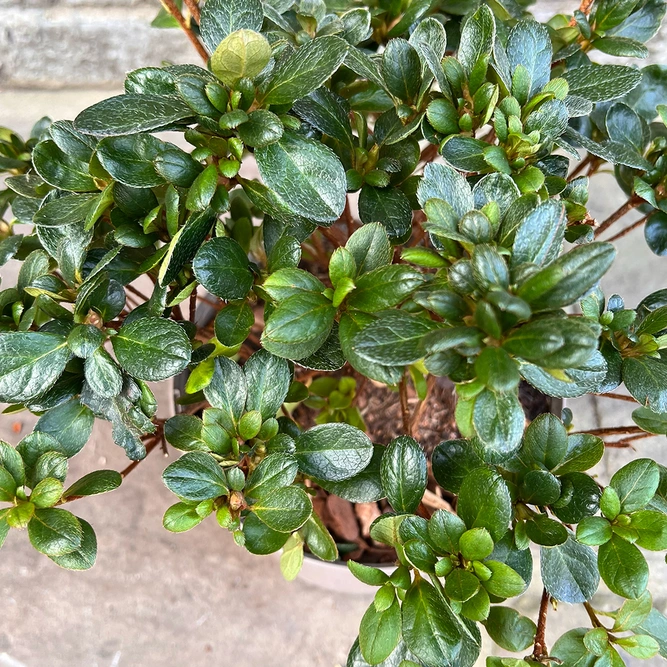 Azalea 'Maria Elena' (Pot Size 3L)  Evergreen Azalea - image 2
