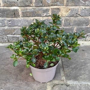 Azalea 'Maria Elena' (Pot Size 3L)  Evergreen Azalea - image 3