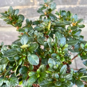 Azalea 'Maria Elena' (Pot Size 3ltr)  Evergreen Azalea - image 1