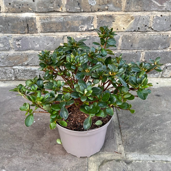 Azalea 'Maria Elena' (Pot Size 3ltr)  Evergreen Azalea - image 3