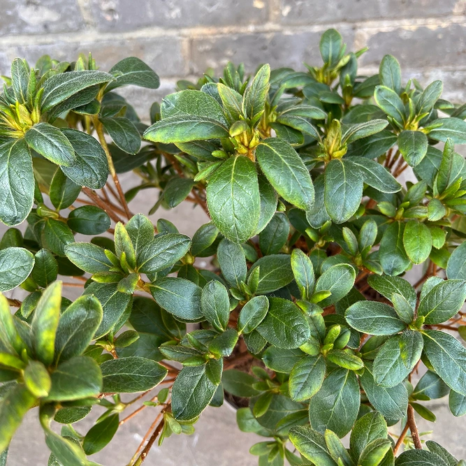 Azalea 'Mary Helen' (Pot Size 3ltr) Evergreen Azalea - image 1