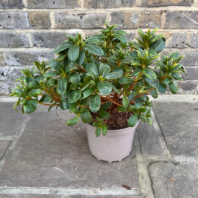 Azalea 'Mary Helen' (Pot Size 3ltr) Evergreen Azalea - image 2