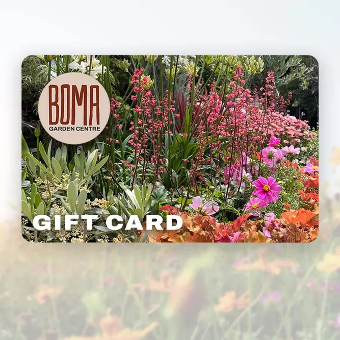 Boma Gift Card - image 2