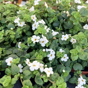 Bacopa 'Festival' (Chaenostoma cordatum) (Pot Size 12cm)