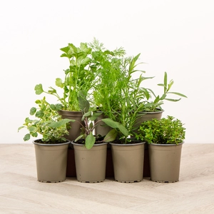 BBQ Lovers Herb Garden Trough Gift Set - image 3