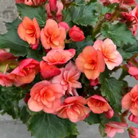 Begonia