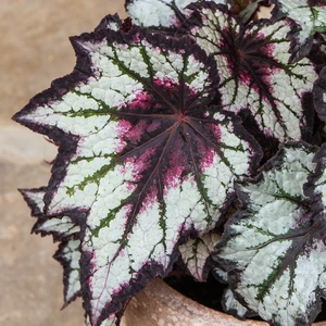 Begonia 'Bewitched Night Owl' 