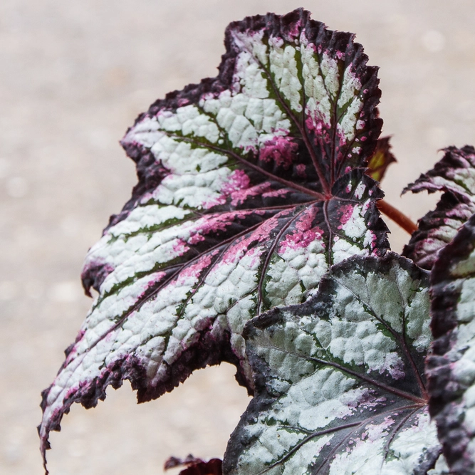 Begonia 'Bewitched Night Owl' 