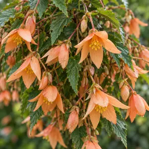 Begonia boliviensis ‘Waterfall Apricot’ (Pot size: 12cm)Trailing Begonia